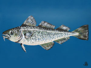 Georgie Baskerville Artist Sealife Gallery Image